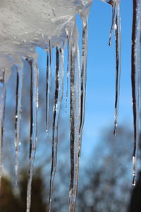 Close-up of icicles in winter