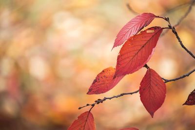 Close-up of red maple leaves on branch