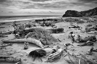 Driftwood on beach