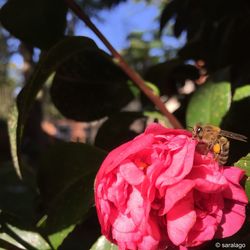 Close-up of pink rose flower