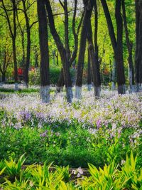 View of flowering plants and trees in field