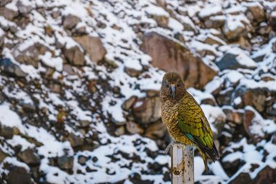 Bird perching on snow covered land