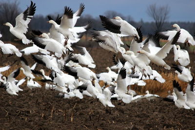 Pigeons in a field