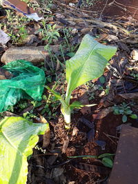 Leaves on green leaves