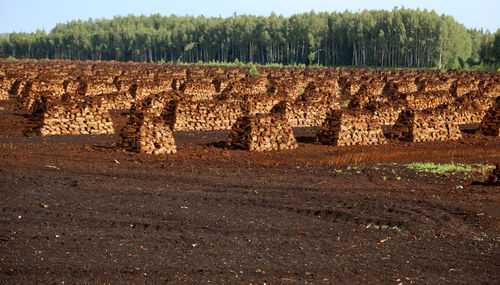 Peat stacks with trees against the sky