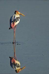 Bird perching on a lake