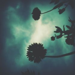 Low angle view of trees against cloudy sky