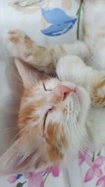 Close-up of cat sleeping