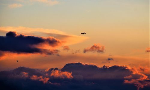 Low angle view of bird flying in sky