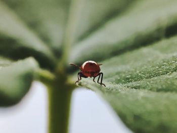 Close-up of insect on leaf