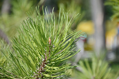 Close-up of pine tree