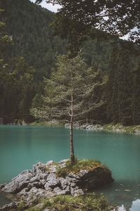 Trees by lake against sky