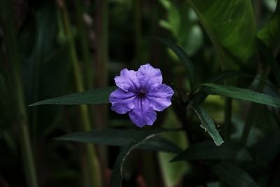 Close-up of purple flower blooming outdoors