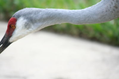 Close-up of bird