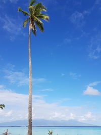 Low angle view of palm trees against blue sky