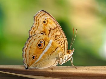 Close-up of butterfly on flower