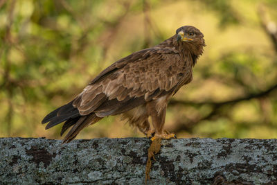 Steppe eagle perched on branch with prey