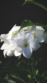 Close-up of white flowers