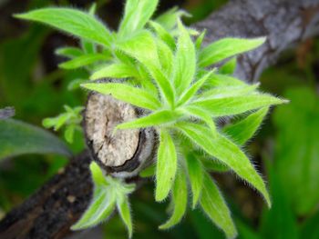 Close-up of fresh green plant