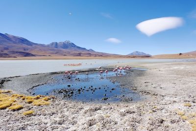 Bolivia laguna - salar de uyuni