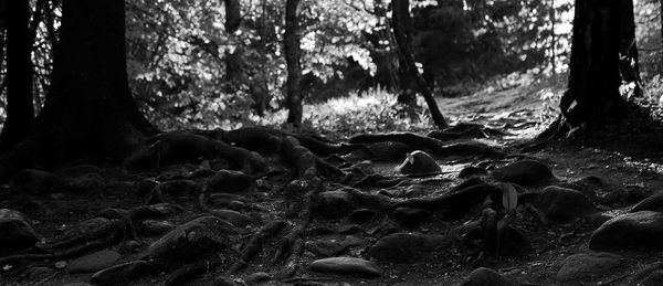 Close-up of tree trunk in forest