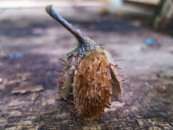 Close-up of dry leaf