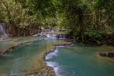 Scenic view of river amidst trees in forest