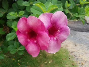Close-up of pink flower blooming outdoors