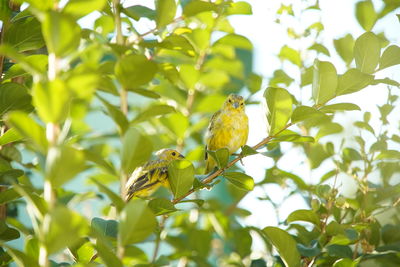 Bird perching on a plant