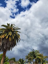 Low angle view of palm trees against sky