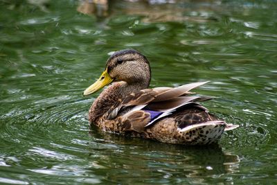 Duck swimming in lake