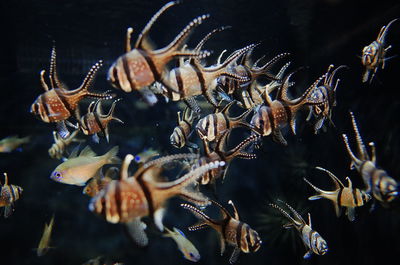 Close-up of fish swimming in sea