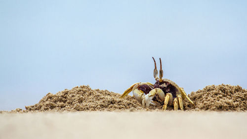 Close-up of spider on rock