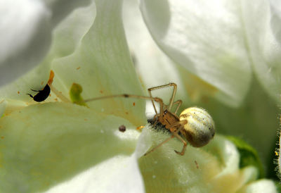 Close-up of ant on flower