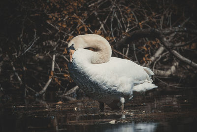 White swan perching on a lake