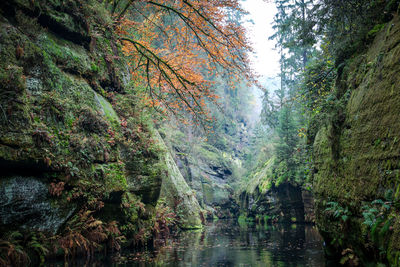 Scenic view of river amidst trees in forest