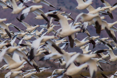 Close-up of birds