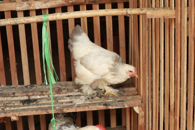 View of bird in cage