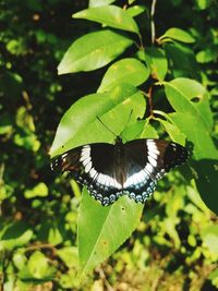 Close-up of butterfly on leaf