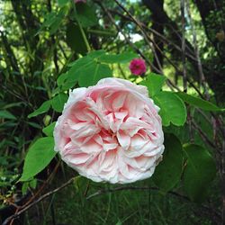 Close-up of pink rose