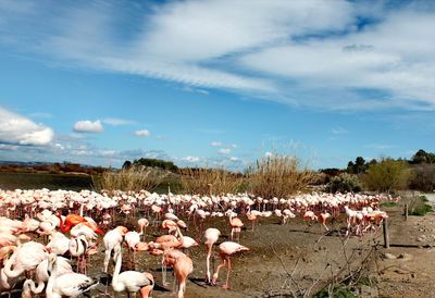 View of flamingoes on the natural reserve of sigean, in the south of france. 