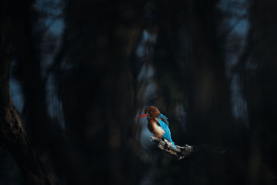 Low angle view of bird in forest