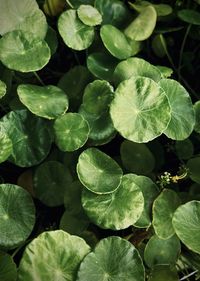 Close-up of plant