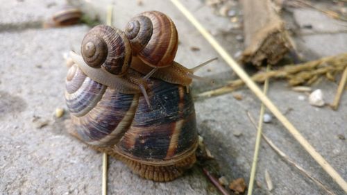 Close-up of snail