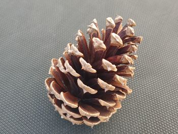 High angle view of pine cone on table