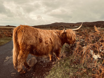 Highland cow