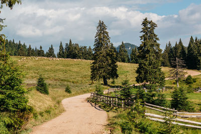 Footpath amidst trees on landscape against sky