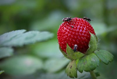 Close-up of strawberry on plant