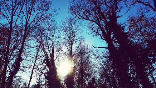 Low angle view of trees against sky