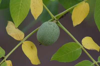 Close-up of fruits growing on plant